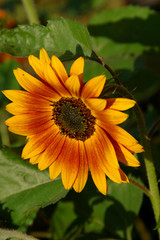 Ornamental sunflower close-up