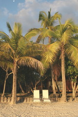 Love under the palms