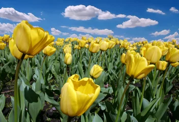 Badkamer foto achterwand Tulp Amazing field of yellow tulips