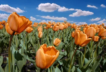 Deurstickers Tulp Geweldig veld met oranje tulpen