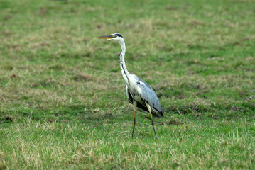 héron sur une prairie