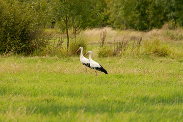 couple de cigognes dans une prairie