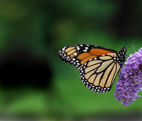 Fototapeta na wymiar monarch butterfly on green