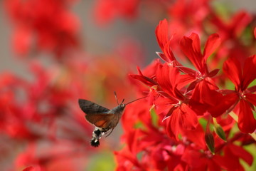 Il est bon mon geranium 2