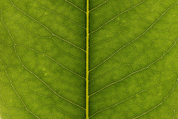 Leaf background
