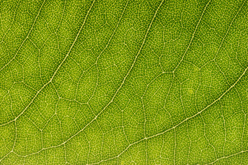 Leaf background
