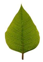 Leaf