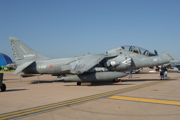 Italian Harrier