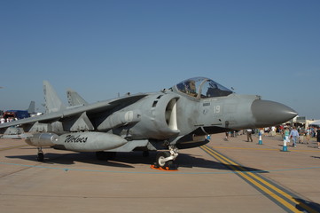Italian Harrier