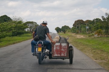 Cuba, Schweinetransport