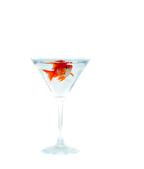 goldfish