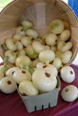 White onion basket
