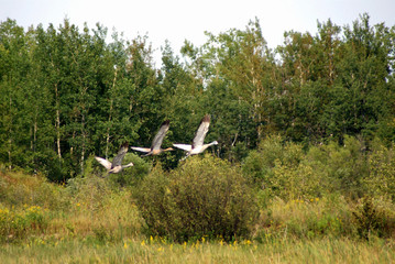 Sandhill cranes taking off
