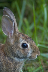 rabbit profile