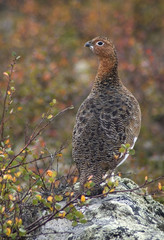 ptarmigan