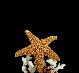 étoile de mer et coraux sur fond noir