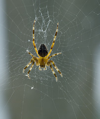 Spider on a web on window