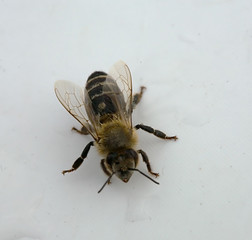 Wet bee