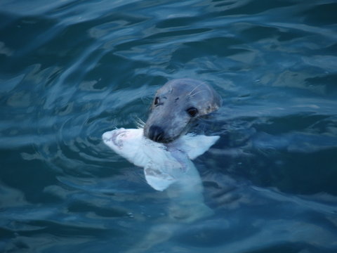 Le phoque et le requin