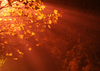 Foggy blaze leaves