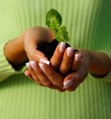 new life protection hands holding a small plant
