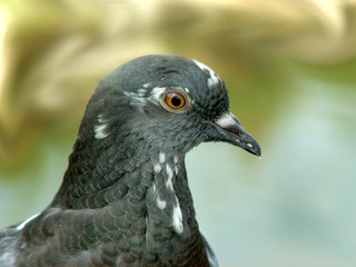 Pigeon