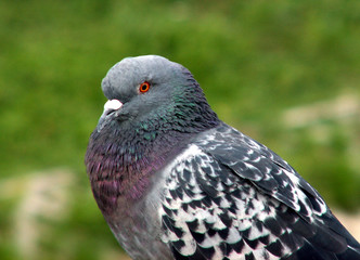 Pigeon