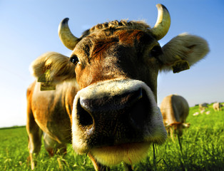 close-up cow