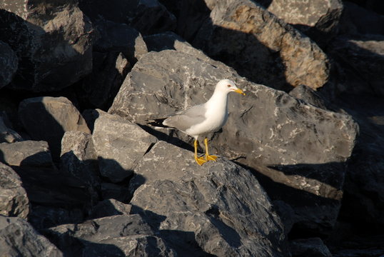seagull on the rocks
