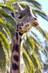 Giraffe close-up