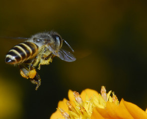 tiny bee and flowers in the gardens 