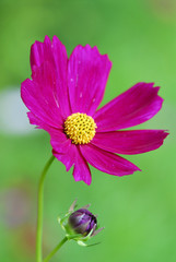 Obraz premium purple cosmos flower in the gardens