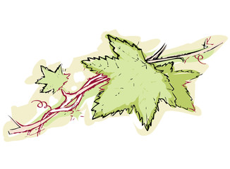 vine leaves