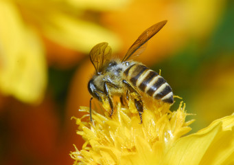 bee and flowers in the gardens