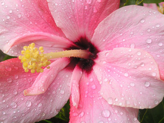 pink hibiscus © Emily P