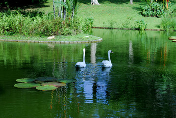 swans in the ponds