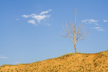 Fototapeta na wymiar Lonely bald tree