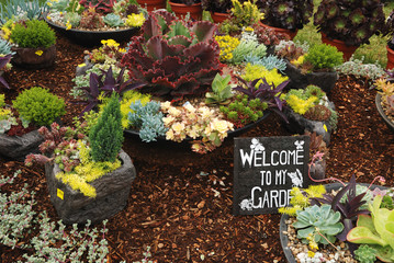 welcome to my succulent garden