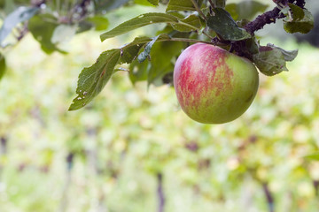 Apple tree