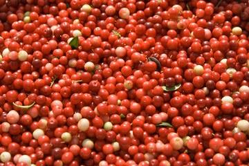 Texture from berries of a red cowberry