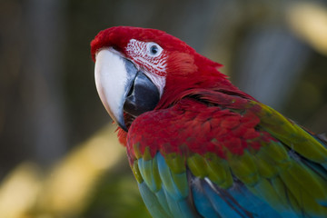 parrot