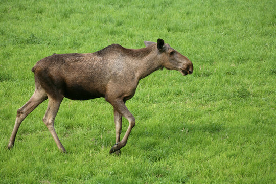 Elchkuh