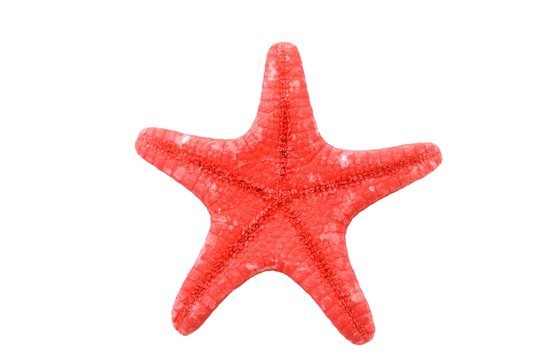 Bright red starfish isolated on white background