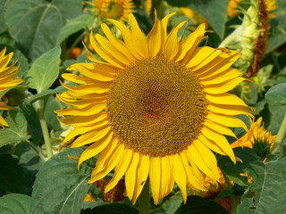 tournesol