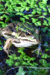 frosch