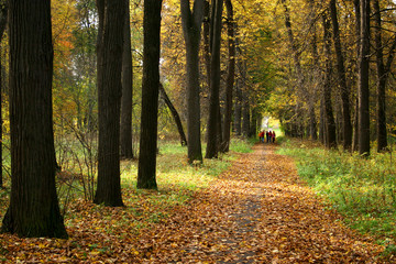 Obraz premium Autumn alley.