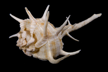 Fototapeta premium seashell