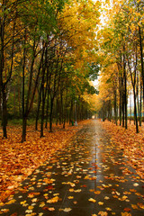 Autumn alley.