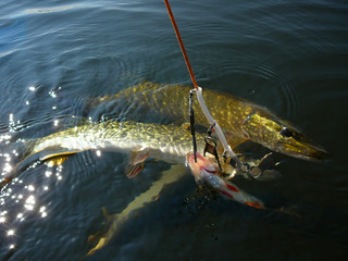 cathing pikes in the water