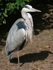 Grey heron (Ardea cimerea)